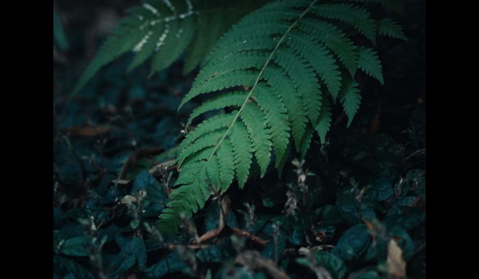 蕨类植物剧照-3