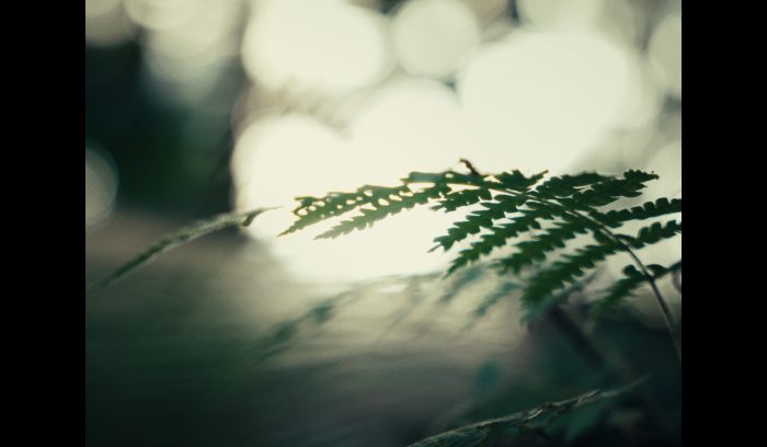 蕨类植物剧照-1